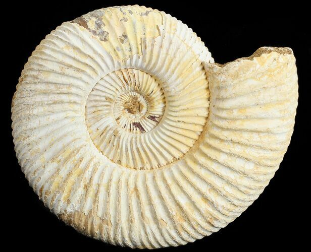 Perisphinctes Ammonite - Jurassic #68200
